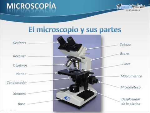 Partes del microscopio óptico y sus funciones: una guía completa