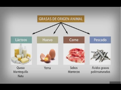 Alimentos que contienen lípidos y grasas: una guía completa