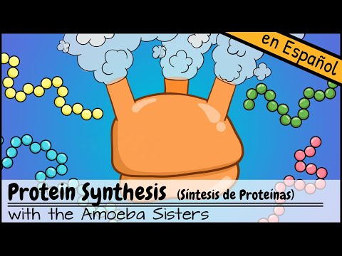 La síntesis de proteínas: un proceso esencial para el organismo