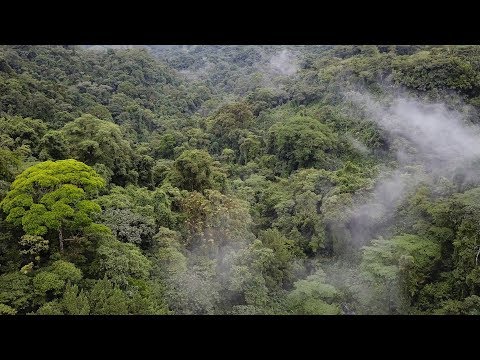 Características del bosque tropical lluvioso: un ecosistema excepcionalmente diverso.