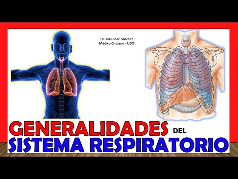 Principales órganos del sistema respiratorio: una visión general.