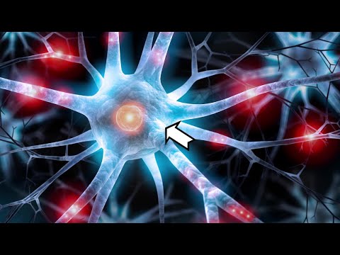 Tipos de neuronas en el sistema nervioso: una visión general