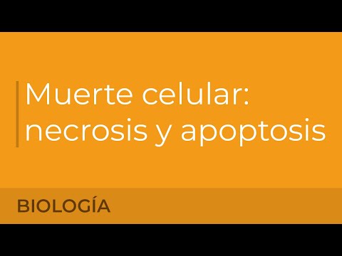 La diferencia entre apoptosis y necrosis: ¿Cuál es la clave?