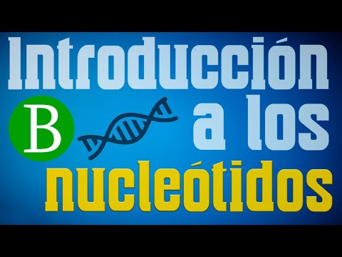 Los ácidos nucleicos: su formación y estructura molecular.