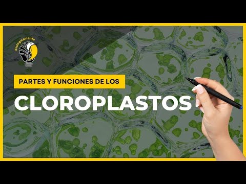 Características y funciones de los cloroplastos: un análisis completo.