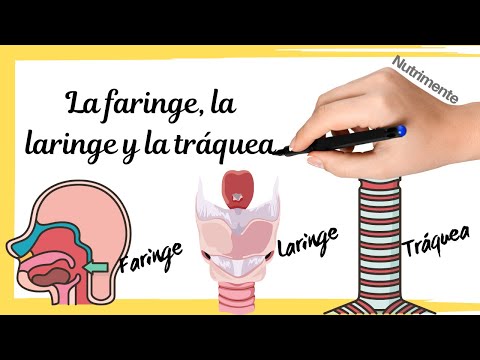 Qué es la faringe y cuál es su función en el cuerpo