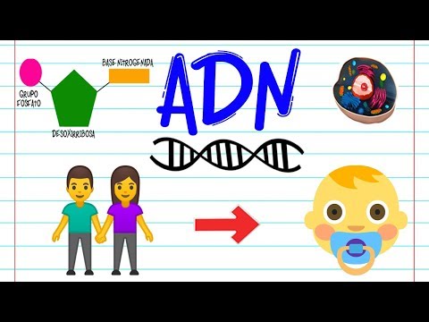 ¿Qué es el ácido desoxirribonucleico (ADN)?