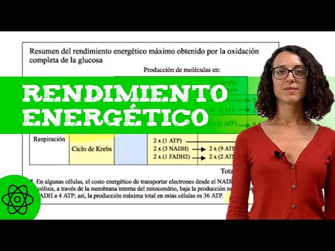 El rendimiento energético de la glucólisis: una visión detallada.