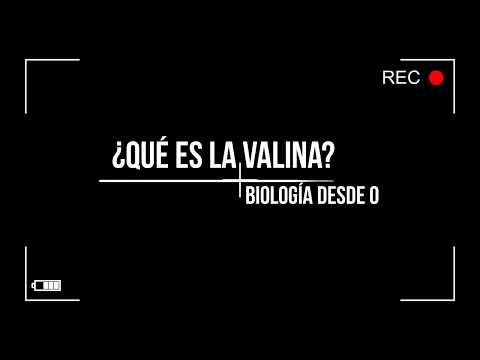 La valina y su función en el cuerpo humano: una mirada detallada