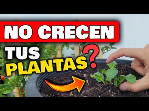 Plantas que crecen rápidamente en solo una semana