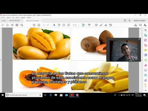 Qué son los ecosistemas y cómo los aprovechamos en la actualidad.