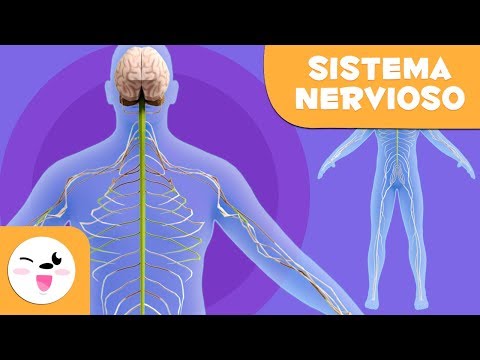 Cómo se clasifica el sistema nervioso en 10 palabras
