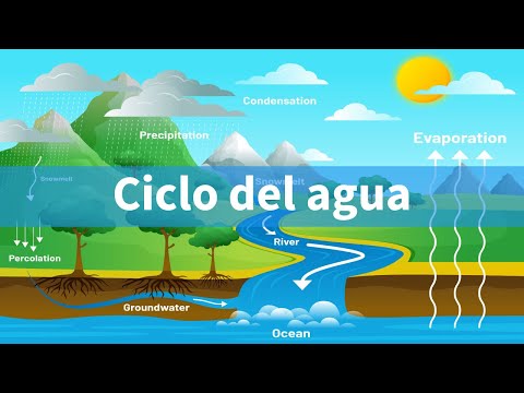 ¿Qué sucede durante el ciclo hidrológico y por qué es importante?