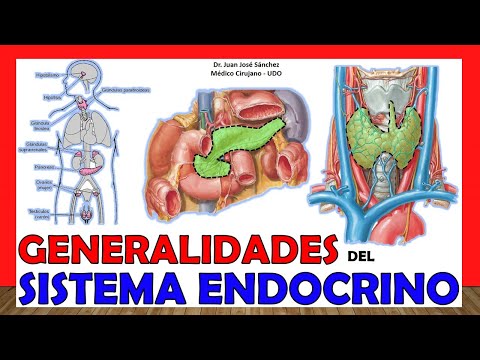 Sistema endocrino: Anatomía y fisiología del increíble control hormonal