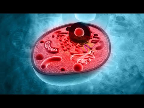 La función del citoplasma en la célula procariota: una visión general