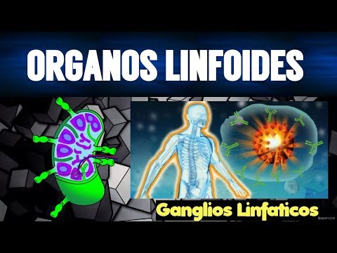 Órganos linfáticos primarios y secundarios: un análisis completo de su función.