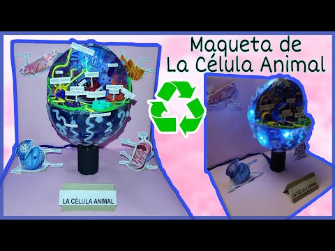 Cómo hacer una maqueta de la célula eucariota