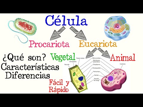 Tipos de células presentes en los seres vivos