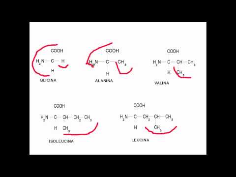 La estructura química de los 20 aminoácidos: una mirada detallada