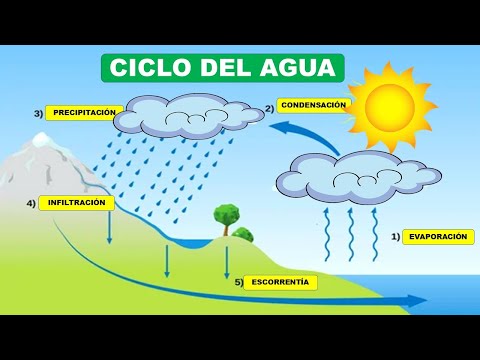 Qué es la infiltración en el ciclo del agua y su importancia