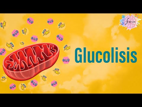 Enzimas que intervienen en la glucólisis: un análisis completo.