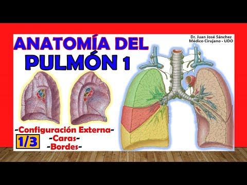 Ubicación de los pulmones: conocimiento esencial sobre el cuerpo humano