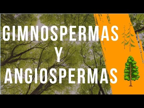 Características esenciales de las plantas angiospermas: un análisis profundo