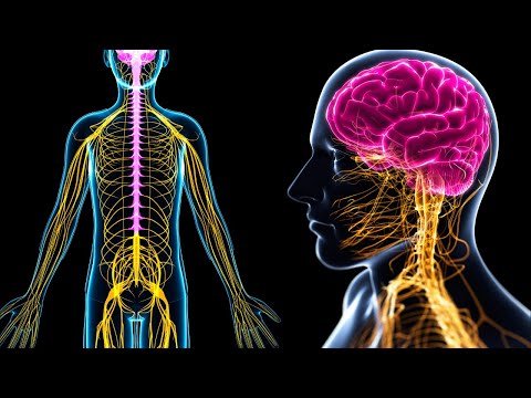 Anatomía del Sistema Nervioso Periférico: Un Estudio Detallado