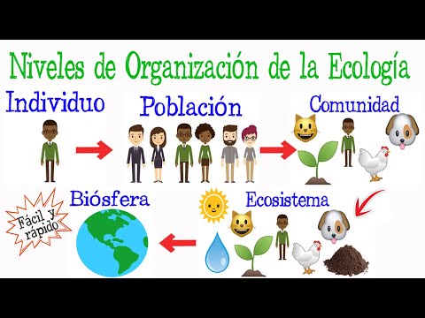 ¿Cuáles son los niveles de organización ecológica en la naturaleza?