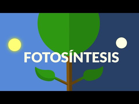 Fotosíntesis: Fase oscura y luminosa, el proceso que alimenta a las plantas.