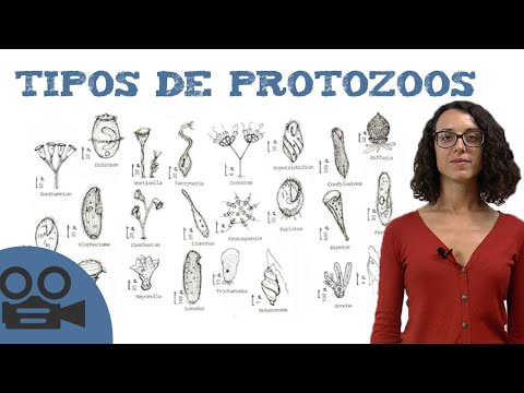 Cómo se reproducen los protozoarios: un estudio detallado de su reproducción