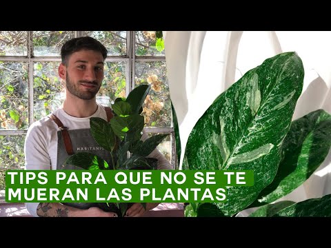 Cómo saber qué tipo de planta tengo: consejos útiles.