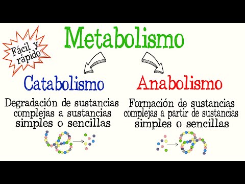 La relación del metabolismo celular en el mantenimiento de los seres vivos.