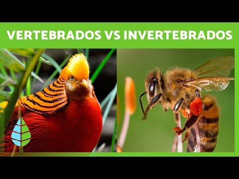 Animales invertebrados y vertebrados: una comparativa en el reino animal