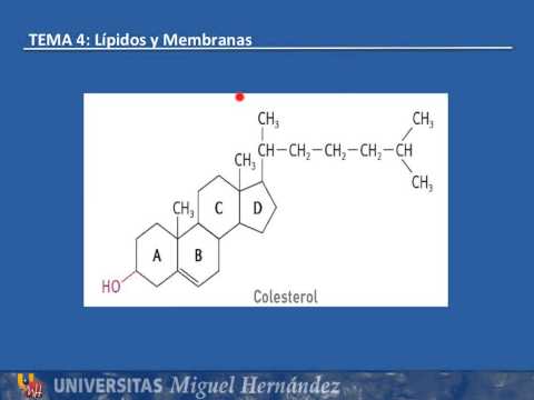 Esteroides y colesterol: ejemplos de compuestos relevantes para la salud