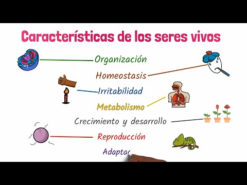 Estructura de los seres vivos: ejemplos y características destacadas